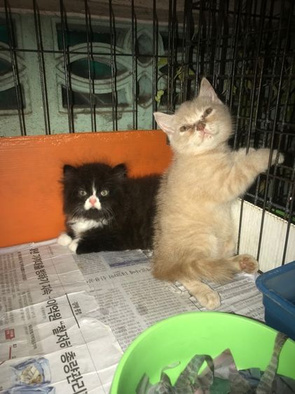 ขายลูกแมวเปอร์เซียครับ รูปที่ 4