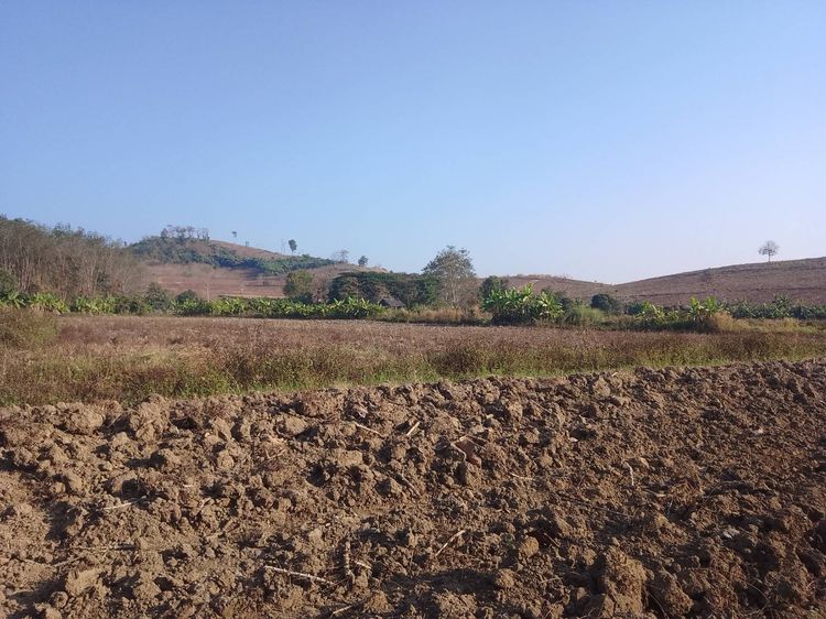 ขายที่ดินติดเนินเขา ติดธรรมสถานภูเวียงไชยนรนาถ หรือพรทิพามงคลสถาน ค้นดูจากgoogleได้ ใกล้หนองบัวหลวงเชียงแสน เชียงราย รูปที่ 4