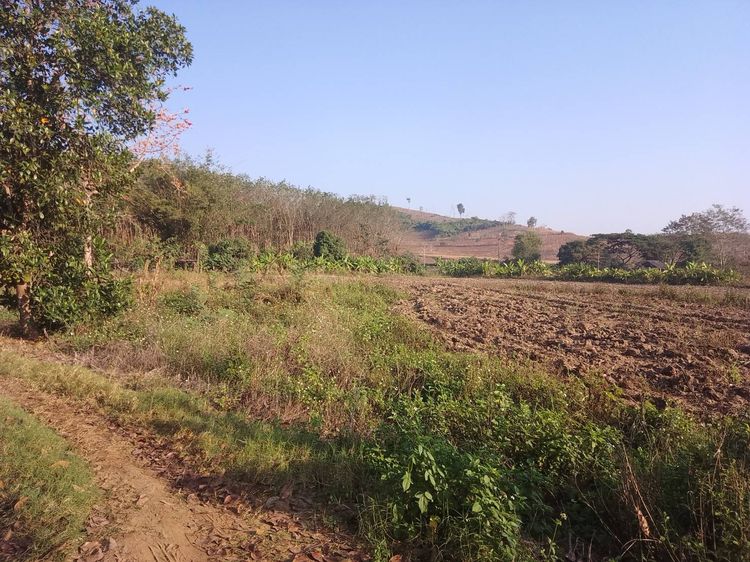 ขายที่ดินติดเนินเขา ติดธรรมสถานภูเวียงไชยนรนาถ หรือพรทิพามงคลสถาน ค้นดูจากgoogleได้ ใกล้หนองบัวหลวงเชียงแสน เชียงราย รูปที่ 2