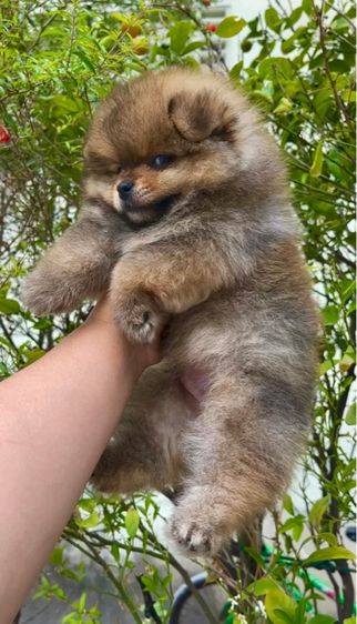 ปอมเเท้ รูปที่ 3