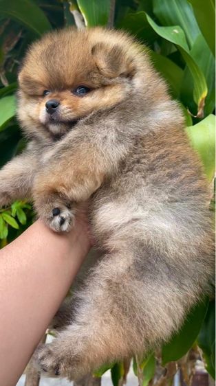 ปอมเเท้