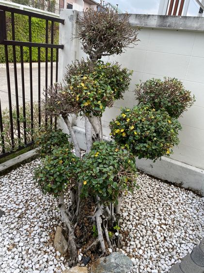 ต้นช้อนเงิน ช้อนทอง ร้านไหนสนใจเอาไปบิ้วใหม่ มาขุดเอาครับ 9 ช่อ 2,000 พิกัด ต.เสม็ด ชลบุรี รูปที่ 2