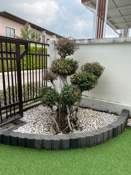 ต้นไม้จริง ต้นช้อนเงิน ช้อนทอง ร้านไหนสนใจเอาไปบิ้วใหม่ มาขุดเอาครับ 9 ช่อ 2,000 พิกัด ต.เสม็ด ชลบุรี