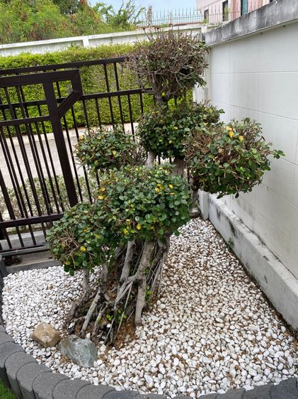 ต้นช้อนเงิน ช้อนทอง ร้านไหนสนใจเอาไปบิ้วใหม่ มาขุดเอาครับ 9 ช่อ 2,000 พิกัด ต.เสม็ด ชลบุรี รูปที่ 3