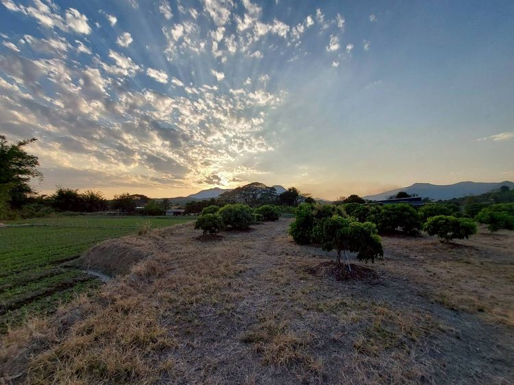 สวนลำไยวิวสวย หน้าวิวภูเขา ข้างๆ ลำเหมือง น้ำดีตลอดปี รูปที่ 3