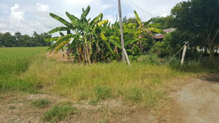 ขายที่โฉนด อ.เมืองเชียงราย ใกล้สนามบิน ศูนย์ราชการ อบจ. รูปที่ 2