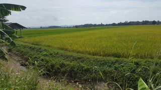 ขายที่โฉนด อ.เมืองเชียงราย ใกล้สนามบิน ศูนย์ราชการ อบจ.