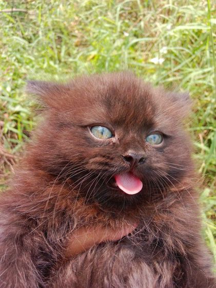 แมวเปอร์เซียแท้ เพศผู้ รูปที่ 3