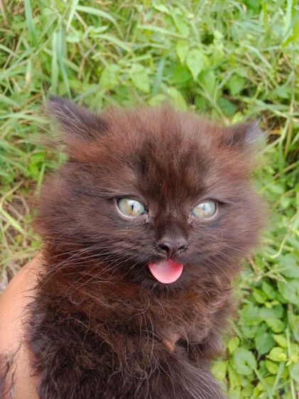 แมวเปอร์เซียแท้ เพศผู้ รูปที่ 2