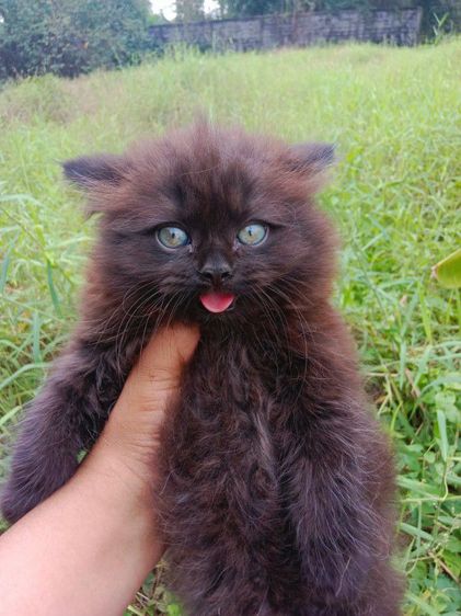 แมวเปอร์เซียแท้ เพศผู้