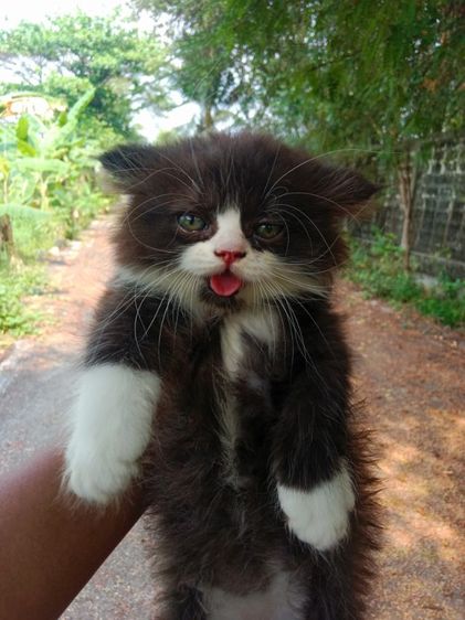 แมวเปอร์เซียแท้ เพศผู้ รูปที่ 12