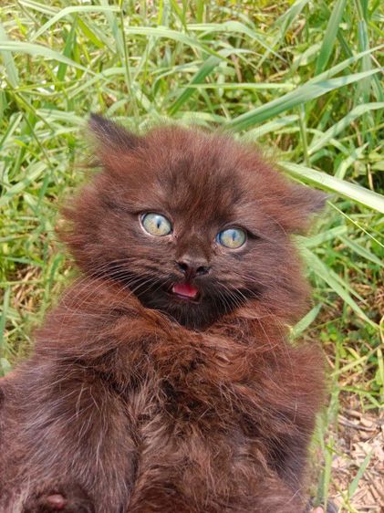 แมวเปอร์เซียแท้ เพศผู้ รูปที่ 7