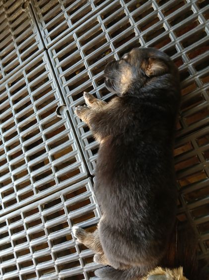 เยอรมันเชพเพิร์ด (German Shepherd) เล็ก ลูกสุนัข ลูกหมา เยอรมันเชพเพิร์ด k9 สายพันธุ์แท้ จากฟาร์ม happy bark farm ราชบุรี