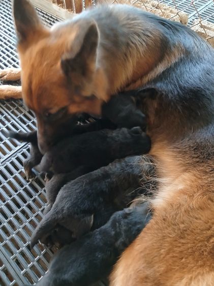 ลูกสุนัข ลูกหมา เยอรมันเชพเพิร์ด k9 สายพันธุ์แท้ จากฟาร์ม happy bark farm ราชบุรี รูปที่ 4