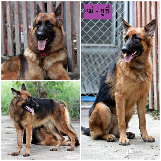 ลูกสุนัข ลูกหมา เยอรมันเชพเพิร์ด k9 สายพันธุ์แท้ จากฟาร์ม happy bark farm ราชบุรี รูปที่ 9