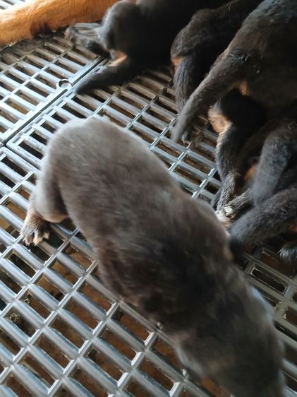 ลูกสุนัข ลูกหมา เยอรมันเชพเพิร์ด k9 สายพันธุ์แท้ จากฟาร์ม happy bark farm ราชบุรี รูปที่ 6