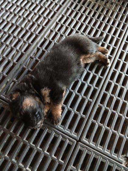 ลูกสุนัข ลูกหมา เยอรมันเชพเพิร์ด k9 สายพันธุ์แท้ จากฟาร์ม happy bark farm ราชบุรี รูปที่ 5