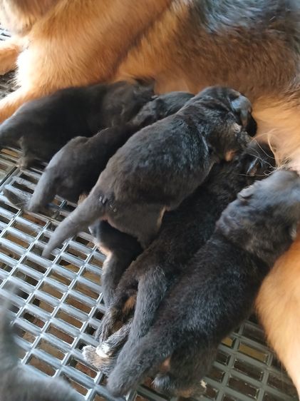 ลูกสุนัข ลูกหมา เยอรมันเชพเพิร์ด k9 สายพันธุ์แท้ จากฟาร์ม happy bark farm ราชบุรี รูปที่ 7