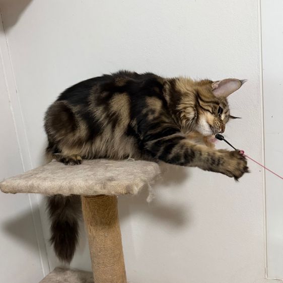 เมนคูน ญ 8เดือน รูปที่ 3