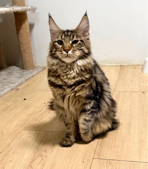 เมนคูน ญ 8เดือน รูปที่ 2