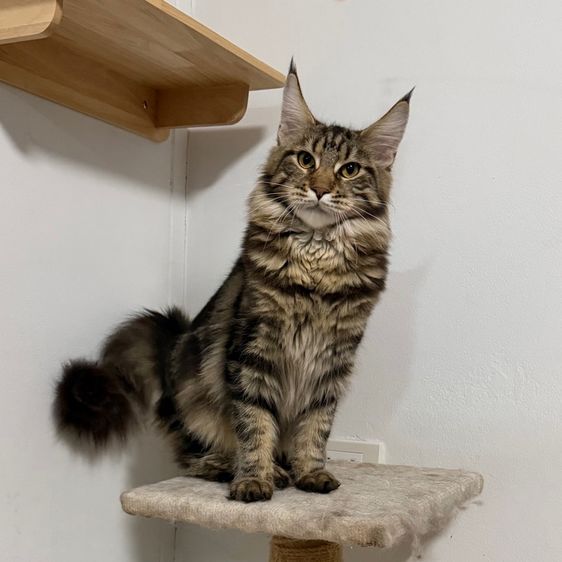 เมนคูน ญ 8เดือน