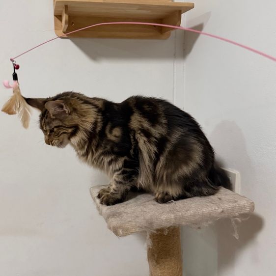 เมนคูน ญ 8เดือน รูปที่ 4