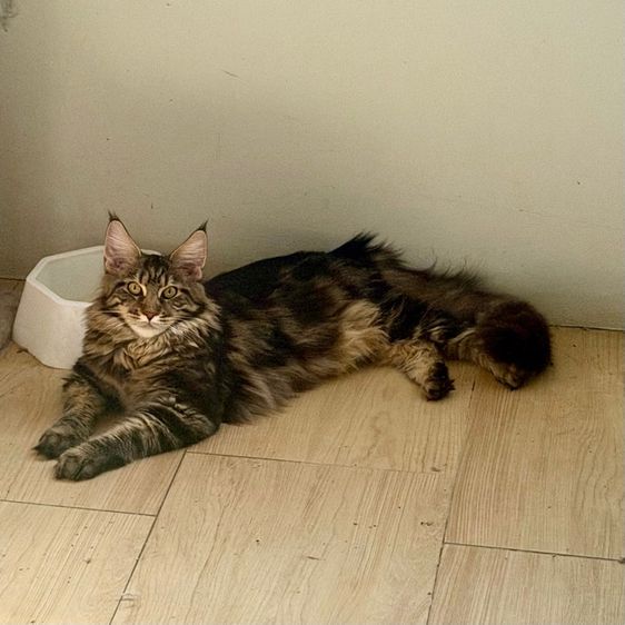 เมนคูน ญ 8เดือน รูปที่ 5