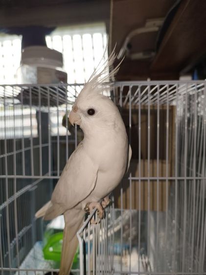 ผู้ 2 รูปที่ 2