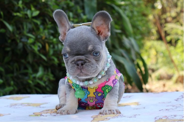 เฟรนบูลด๊อก รูปที่ 6