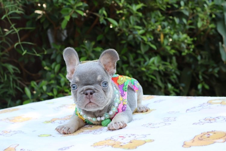 เฟรนบูลด๊อก รูปที่ 2