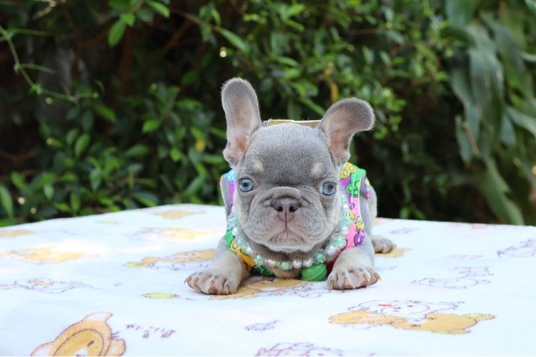 เฟรนบูลด๊อก รูปที่ 4