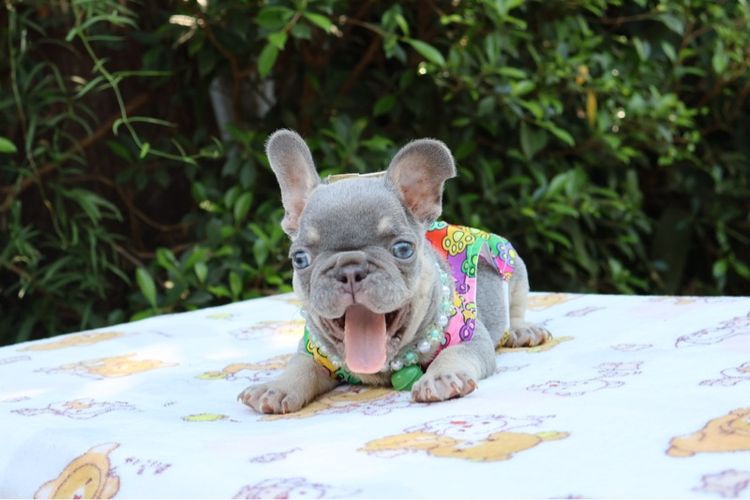 เฟรนบูลด๊อก รูปที่ 3