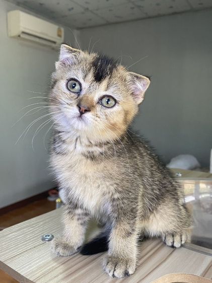 สก๊ตติช ดญ นิสัยชอบอ้อนขี้เล่น รูปที่ 6