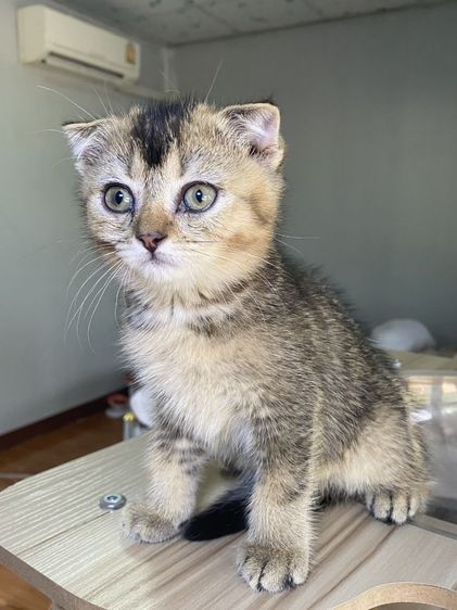 สก๊ตติช ดญ นิสัยชอบอ้อนขี้เล่น รูปที่ 7