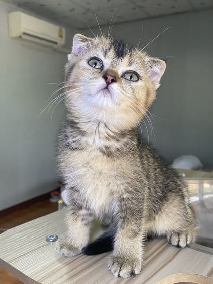 สก๊ตติช ดญ นิสัยชอบอ้อนขี้เล่น รูปที่ 3