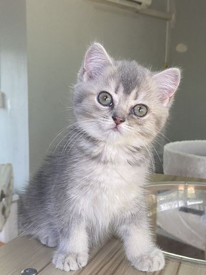 สุดสวย 2เดือน พร้อมย้าย รูปที่ 3