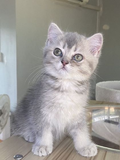 สุดสวย 2เดือน พร้อมย้าย