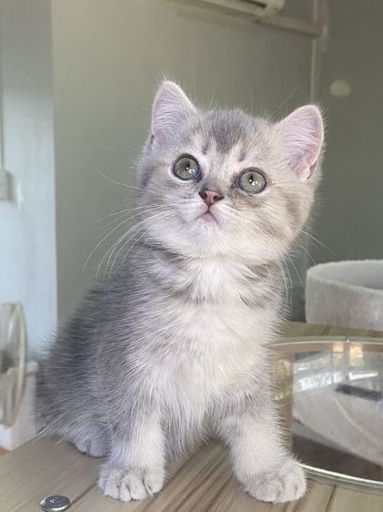 สุดสวย 2เดือน พร้อมย้าย รูปที่ 2