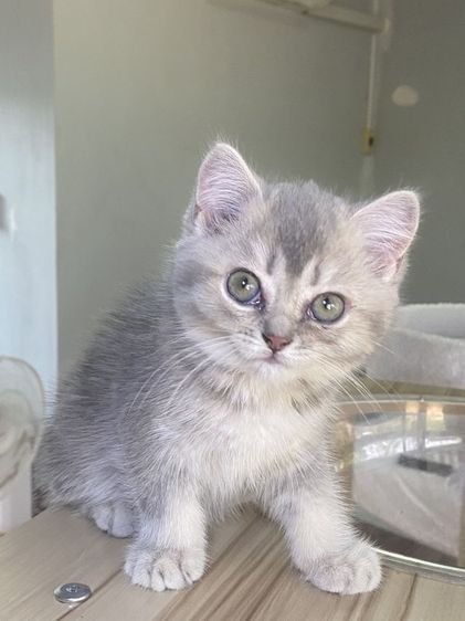 สุดสวย 2เดือน พร้อมย้าย รูปที่ 6