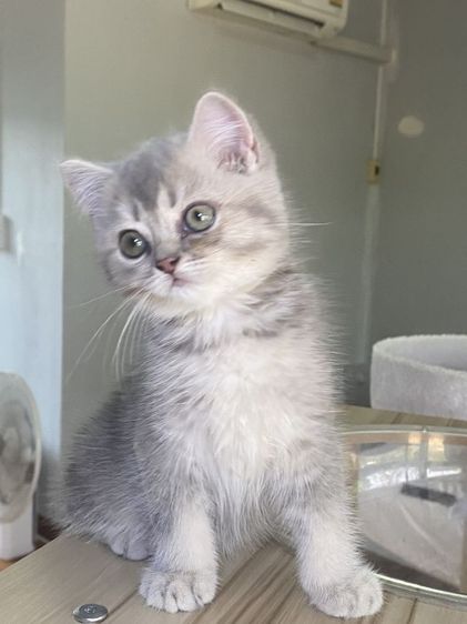 สุดสวย 2เดือน พร้อมย้าย รูปที่ 9