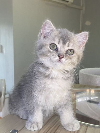 สุดสวย 2เดือน พร้อมย้าย รูปที่ 4