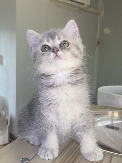 สุดสวย 2เดือน พร้อมย้าย รูปที่ 8