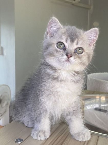 สุดสวย 2เดือน พร้อมย้าย รูปที่ 5