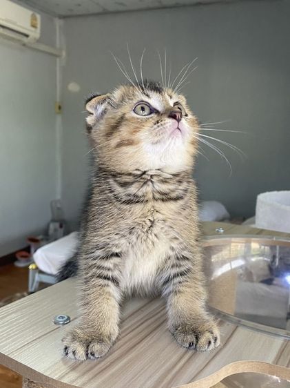 ดญ สก็อตติช 2เดือนพร้อมย้าย