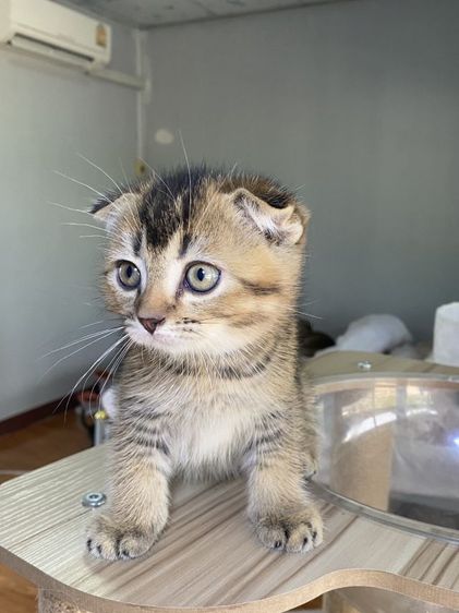 ดญ สก็อตติช 2เดือนพร้อมย้าย รูปที่ 5