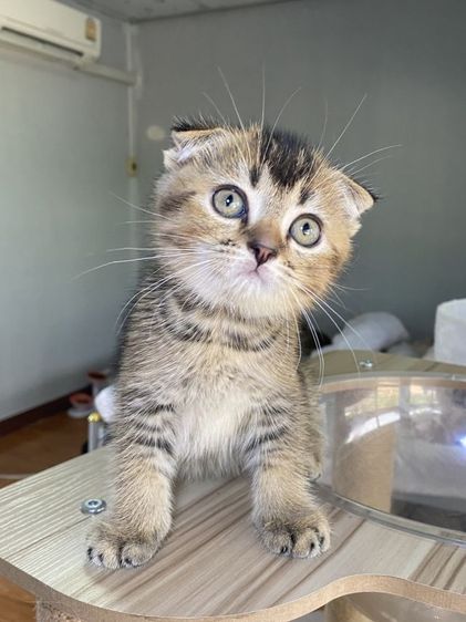 ดญ สก็อตติช 2เดือนพร้อมย้าย รูปที่ 4