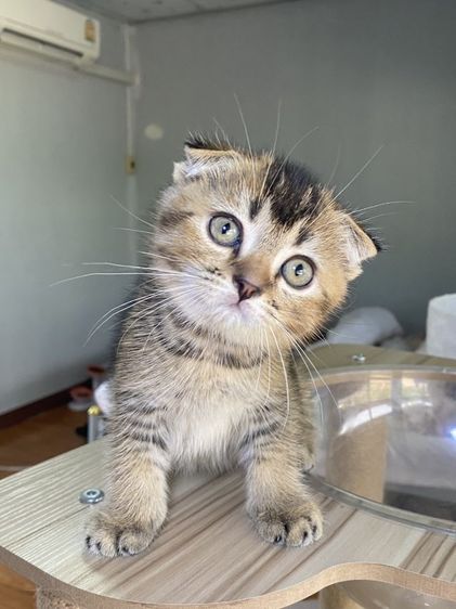 ดญ สก็อตติช 2เดือนพร้อมย้าย รูปที่ 3