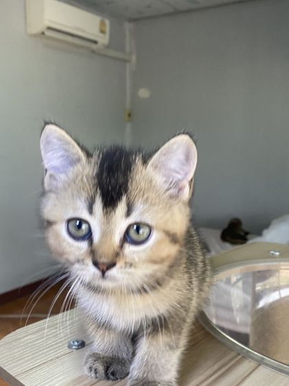 ดช สก็อตติช 2เดือน พร้อมย้าย  รูปที่ 6