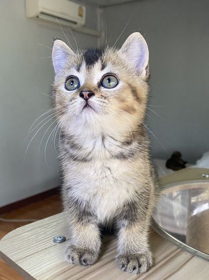 ดช สก็อตติช 2เดือน พร้อมย้าย  รูปที่ 4