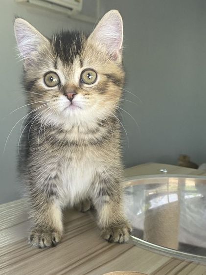 ดญ สก็อตติช 2เดือนพร้อมย้าย รูปที่ 2